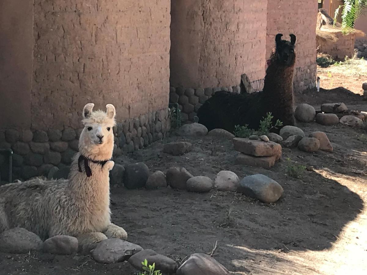 Eco-Lodge El Andinista サン・ペドロ・デ・アタカマ エクステリア 写真